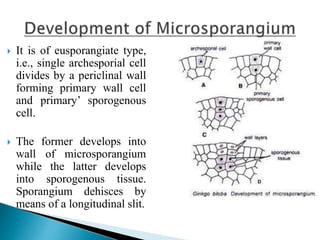  It is of eusporangiate type,
i.e., single archesporial cell
divides by a periclinal wall
forming primary wall cell
and primary’ sporogenous
cell.
 The former develops into
wall of microsporangium
while the latter develops
into sporogenous tissue.
Sporangium dehisces by
means of a longitudinal slit.
 