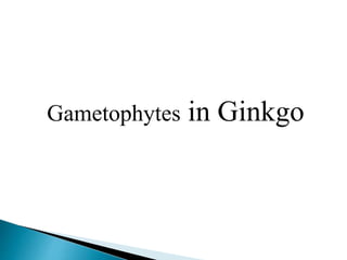 Gametophytes in Ginkgo
 