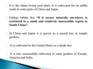 • It is the oldest living seed plant. It is cultivated for its edible
seeds in some parts of China and Japan.
• Ginkgo biloba that “if it occurs naturally anywhere, is
restricted to a small and relatively inaccessible region in
South China”.
• In China and Japan it is grown as a sacred tree in temple
gardens.
• It is cultivated in the United States as a shade tree.
• It is also successfully cultivated in some gardens of Europe,
America and India.
 