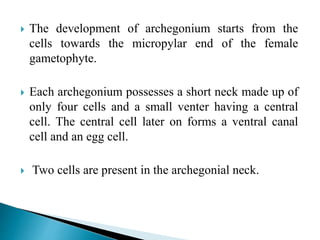  The development of archegonium starts from the
cells towards the micropylar end of the female
gametophyte.
 Each archegonium possesses a short neck made up of
only four cells and a small venter having a central
cell. The central cell later on forms a ventral canal
cell and an egg cell.
 Two cells are present in the archegonial neck.
 