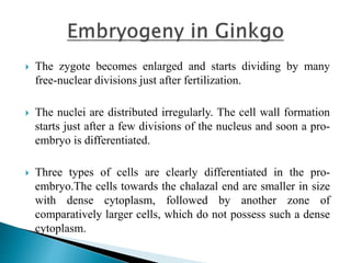  The zygote becomes enlarged and starts dividing by many
free-nuclear divisions just after fertilization.
 The nuclei are distributed irregularly. The cell wall formation
starts just after a few divisions of the nucleus and soon a pro-
embryo is differentiated.
 Three types of cells are clearly differentiated in the pro-
embryo.The cells towards the chalazal end are smaller in size
with dense cytoplasm, followed by another zone of
comparatively larger cells, which do not possess such a dense
cytoplasm.
 