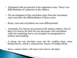  Elongated cells are present in the uppermost zone. There is no
differentiation of suspensor in the embryo.
 The development of the cotyledon starts from the lowermost
zone soon after the differentiation of these zones.
 Roots, stem and cotyledons are soon differentiated.
 Generally, five leaves are present in the mature embryo. Out of
these five leaves the first two are decussate with cotyledons
while the remaining leaves are irregular in arrangement in
embryo and seedling.
 A strong tap root develops soon and the seedling bears many
bilobed leaves, which is characteristic feature of Ginkgo biloba.
 Soon, a mature plant, with many more leaves, develops.
 