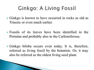  Ginkgo is known to have occurred in rocks as old as
Triassic or even much earlier.
 Fossils of its leaves have been identified in the
Permian and probably also in the Carboniferous.
 Ginkgo biloba occurs even today. It is, therefore,
referred as living fossil by the botanists. Or, it may
also be referred as the oldest living seed plant.
 