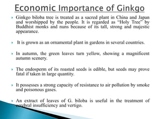  Ginkgo biloba tree is treated as a sacred plant in China and Japan
and worshipped by the people. It is regarded as “Holy Tree” by
Buddhist monks and nuns because of its tall, strong and majestic
appearance.
 It is grown as an ornamental plant in gardens in several countries.
 In autumn, the green leaves turn yellow, showing a magnificent
autumn scenery.
 The endosperm of its roasted seeds is edible, but seeds may prove
fatal if taken in large quantity.
 It possesses a strong capacity of resistance to air pollution by smoke
and poisonous gases.
 An extract of leaves of G. biloba is useful in the treatment of
cerebral insufficiency and vertigo.
 