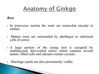 Root
 In transverse section the roots are somewhat circular in
outline.
 Mature roots are surrounded by phellogen or suberized
cells of cortex.
 A large portion of the young root is occupied by
multilayered, thin-walled cortex which contains several
tannin- filled cells and calcium oxalate crystals.
 Mucilage canals are also prominently visible.
 