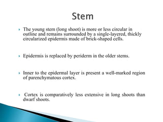  The young stem (long shoot) is more or less circular in
outline and remains surrounded by a single-layered, thickly
circularized epidermis made of brick-shaped cells.
 Epidermis is replaced by periderm in the older stems.
 Inner to the epidermal layer is present a well-marked region
of parenchymatous cortex.
 Cortex is comparatively less extensive in long shoots than
dwarf shoots.
 