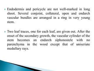  Endodermis and pericycle are not well-marked in long
shoot. Several conjoint, collateral, open and endarch
vascular bundles are arranged in a ring in very young
stem.
 Two leaf traces, one for each leaf, are given out. After the
onset of the secondary growth, the vascular cylinder of the
stem becomes an endarch siphonostele with no
parenchyma in the wood except that of uniseriate
medullary rays.
 