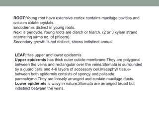 Triarch Root Gymnosperms: Order Ginkogales and Cycadales | PPTX