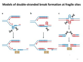 Double Stranded Break Model Genomic instability and Cancer | PPTX