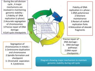 Genomic instability and Cancer | PPTX
