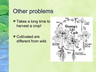 Other problems Takes a long time to harvest a crop! Cultivated are different from wild. 