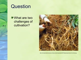 Question  What are two challenges of cultivation? http://chinesemedicinenews.com/wp-content/uploads/2007/06/ginseng-korean.thumbnail.jpg 