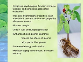 Improves psychological function, immune function, and conditions associated w/diabetes.  Has anti-inflammatory properties, is an antioxidant, and has anti-cancer properties (dissolves tumors).  Prevent coughs Aids in liver and lung regeneration Enhances blood alcohol clearance reduces the effects of alcohol  helps prevent hangovers Increased energy and stamina  Reduces aging, lower stress, increases memory 