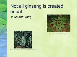 Not all ginseng is created equal Yin and Yang http://www.truestarhealth.com/Notes/Images/Herb/Ginseng_Asian.jpg http://z.about.com/d/forestry/1/5/C/D/sangcrofta.jpg 