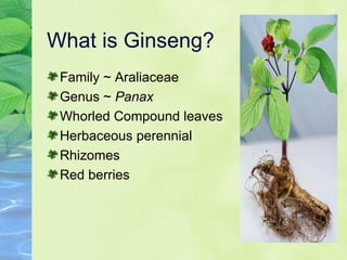 What is Ginseng? Family ~ Araliaceae  Genus ~  Panax Whorled Compound leaves Herbaceous perennial  Rhizomes Red berries 
