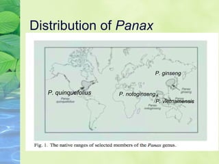 Distribution of  Panax P. quinquefolius P. notoginseng P. ginseng P. vietnamensis 