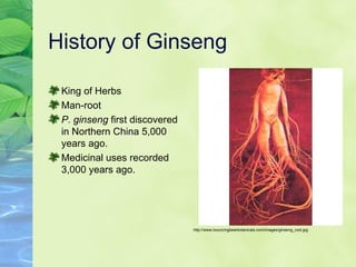 History of Ginseng King of Herbs Man-root P. ginseng  first discovered in Northern China 5,000 years ago.  Medicinal uses recorded 3,000 years ago. http://www.bouncingbearbotanicals.com/images/ginseng_root.jpg 