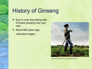 History of Ginseng Due to over harvesting wild Chinese ginseng now very rare.  About 600 years ago, cultivation began.   http://www.gardensmarten3.com/images/lawnmower.jpg 