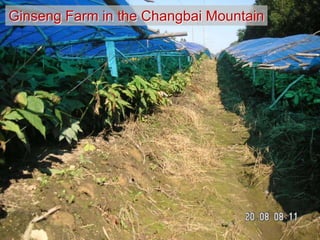 Ginseng Farm in the Changbai Mountain
 