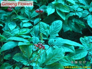 Ginseng Flowers




                  王曉霞(金康有限公司) 版權所有
 
