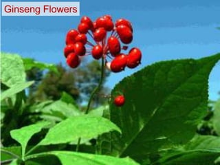 Ginseng Flowers
 