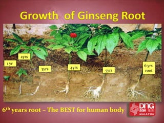 Growth of Ginseng Root


        2yrs
 1 yr
                      4yrs                 6 yrs
               3yrs              5yrs      root




6th years root – The BEST for human body
 