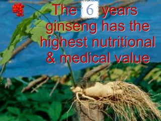 The    years
 ginseng has the
highest nutritional
 & medical value
 