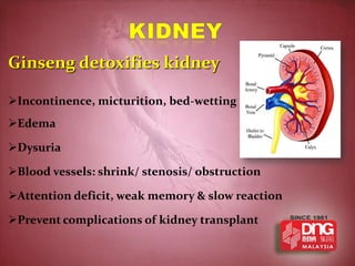 Ginseng detoxifies kidney

Incontinence, micturition, bed-wetting
Edema

Dysuria

Blood vessels: shrink/ stenosis/ obstruction

Attention deficit, weak memory & slow reaction

Prevent complications of kidney transplant
 