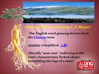 Ginseng (Panax Ginseng C.A.Meyer)
 -The English word ginseng derives from
 the Chinese term

 rénshēn (simplified: 人参)

 -literally "man root" (referring to the
 root's characteristic forked shape,
 resembling the legs of a man)
 