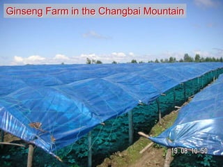 Ginseng Farm in the Changbai Mountain
 