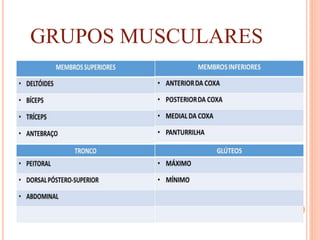 GRUPOS MUSCULARES
 