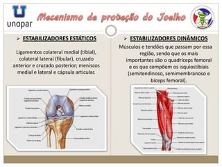  ESTABILIZADORES ESTÁTICOS
Ligamentos colateral medial (tibial),
colateral lateral (fibular), cruzado
anterior e cruzado posterior; meniscos
medial e lateral e cápsula articular.
 ESTABILIZADORES DINÂMICOS
Músculos e tendões que passam por essa
região, sendo que os mais
importantes são o quadríceps femoral
e os que compõem os isquiostibiais
(semitendinoso, semimembranoso e
bíceps femoral).
 