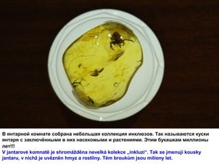 В янтарной комнате собрана небольшая коллекция инклюзов. Так называются куски 
янтаря с заключёнными в них насекомыми и растениями. Этим букашкам миллионы 
лет!!! 
V jantarové komnatě je shromážděna nevelká kolekce „inkluzí“. Tak se jmenují kousky 
jantaru, v nichž je uvězněn hmyz a rostliny. Těm broukům jsou miliony let.
 