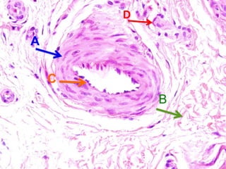 Comprehensive Histology of Tissues and Epithelial Structures | PDF