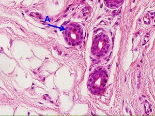 Comprehensive Histology of Tissues and Epithelial Structures | PDF