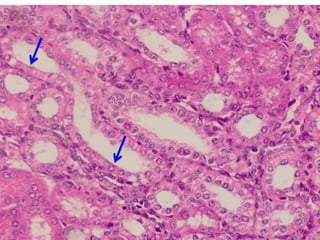 Comprehensive Histology of Tissues and Epithelial Structures | PDF