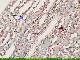 Comprehensive Histology of Tissues and Epithelial Structures | PDF