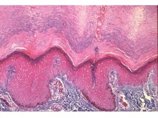 Comprehensive Histology of Tissues and Epithelial Structures | PDF