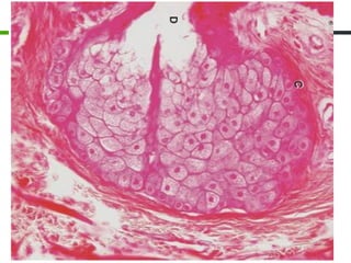 Comprehensive Histology of Tissues and Epithelial Structures | PDF