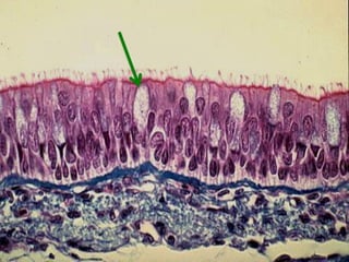 Comprehensive Histology of Tissues and Epithelial Structures | PDF