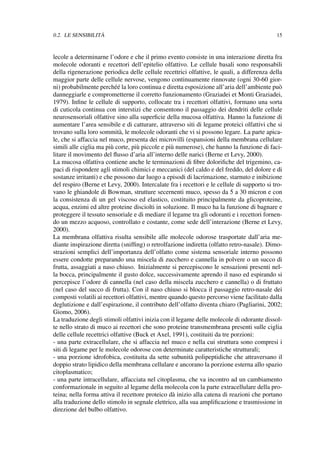 0.2. LE SENSIBILIT `A 15
lecole a determinarne l’odore e che il primo evento consiste in una interazione diretta fra
molecole odoranti e recettori dell’epitelio olfattivo. Le cellule basali sono responsabili
della rigenerazione periodica delle cellule recettrici olfattive, le quali, a differenza della
maggior parte delle cellule nervose, vengono continuamente rinnovate (ogni 30-60 gior-
ni) probabilmente perch´e´e la loro continua e diretta esposizione all’aria dell’ambiente pu`o
danneggiarle e comprometterne il corretto funzionamento (Graziadei et Monti Graziadei,
1979). Inﬁne le cellule di supporto, collocate tra i recettori olfattivi, formano una sorta
di cuticola continua con interstizi che consentono il passaggio dei dendriti delle cellule
neurosensoriali olfattive sino alla superﬁcie della mucosa olfattiva. Hanno la funzione di
aumentare l’area sensibile e di catturare, attraverso siti di legame proteici olfattivi che si
trovano sulla loro sommit`a, le molecole odoranti che vi si possono legare. La parte apica-
le, che si affaccia nel muco, presenta dei microvilli (espansioni della membrana cellulare
simili alle ciglia ma pi`u corte, pi`u piccole e pi`u numerose), che hanno la funzione di faci-
litare il movimento del ﬂusso d’aria all’interno delle narici (Berne et Levy, 2000).
La mucosa olfattiva contiene anche le terminazioni di ﬁbre doloriﬁche del trigemino, ca-
paci di rispondere agli stimoli chimici e meccanici (del caldo e del freddo, del dolore e di
sostanze irritanti) e che possono dar luogo a episodi di lacrimazione, starnuto e inibizione
del respiro (Berne et Levy, 2000). Intercalate fra i recettori e le cellule di supporto si tro-
vano le ghiandole di Bowman, strutture secernenti muco, spesso da 5 a 30 micron e con
la consistenza di un gel viscoso ed elastico, costituito principalmente da glicoproteine,
acqua, enzimi ed altre proteine disciolti in soluzione. Il muco ha la funzione di bagnare e
proteggere il tessuto sensoriale e di mediare il legame tra gli odoranti e i recettori fornen-
do un mezzo acquoso, controllato e costante, come sede dell’interazione (Berne et Levy,
2000).
La membrana olfattiva risulta sensibile alle molecole odorose trasportate dall’aria me-
diante inspirazione diretta (snifﬁng) o retrolfazione indiretta (olfatto retro-nasale). Dimo-
strazioni semplici dell’importanza dell’olfatto come sistema sensoriale interno possono
essere condotte preparando una miscela di zucchero e cannella in polvere o un succo di
frutta, assaggiati a naso chiuso. Inizialmente si percepiscono le sensazioni presenti nel-
la bocca, principalmente il gusto dolce, successivamente aprendo il naso ed espirando si
percepisce l’odore di cannella (nel caso della miscela zucchero e cannella) o di fruttato
(nel caso del succo di frutta). Con il naso chiuso si blocca il passaggio retro-nasale dei
composti volatili ai recettori olfattivi, mentre quando questo percorso viene facilitato dalla
deglutizione e dall’espirazione, il contributo dell’olfatto diventa chiaro (Pagliarini, 2002;
Giomo, 2006).
La traduzione degli stimoli olfattivi inizia con il legame delle molecole di odorante dissol-
te nello strato di muco ai recettori che sono proteine transmembrana presenti sulle ciglia
delle cellule recettrici olfattive (Buck et Axel, 1991), costituiti da tre porzioni:
- una parte extracellulare, che si affaccia nel muco e nella cui struttura sono compresi i
siti di legame per le molecole odorose con determinate caratteristiche strutturali;
- una porzione idrofobica, costituita da sette subunit`a polipeptidiche che attraversano il
doppio strato lipidico della membrana cellulare e ancorano la porzione esterna allo spazio
citoplasmatico;
- una parte intracellulare, affacciata nel citoplasma, che va incontro ad un cambiamento
conformazionale in seguito al legame della molecola con la parte extracellulare della pro-
teina; nella forma attiva il recettore proteico d`a inizio alla catena di reazioni che portano
alla traduzione dello stimolo in segnale elettrico, alla sua ampliﬁcazione e trasmissione in
direzione del bulbo olfattivo.
 