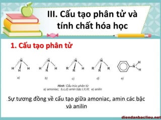 Sự tương đồng về cấu tạo giữa amoniac, amin các bậc
và anilin
1. Cấu tạo phân tử
III. Cấu tạo phân tử và
tính chất hóa học
 