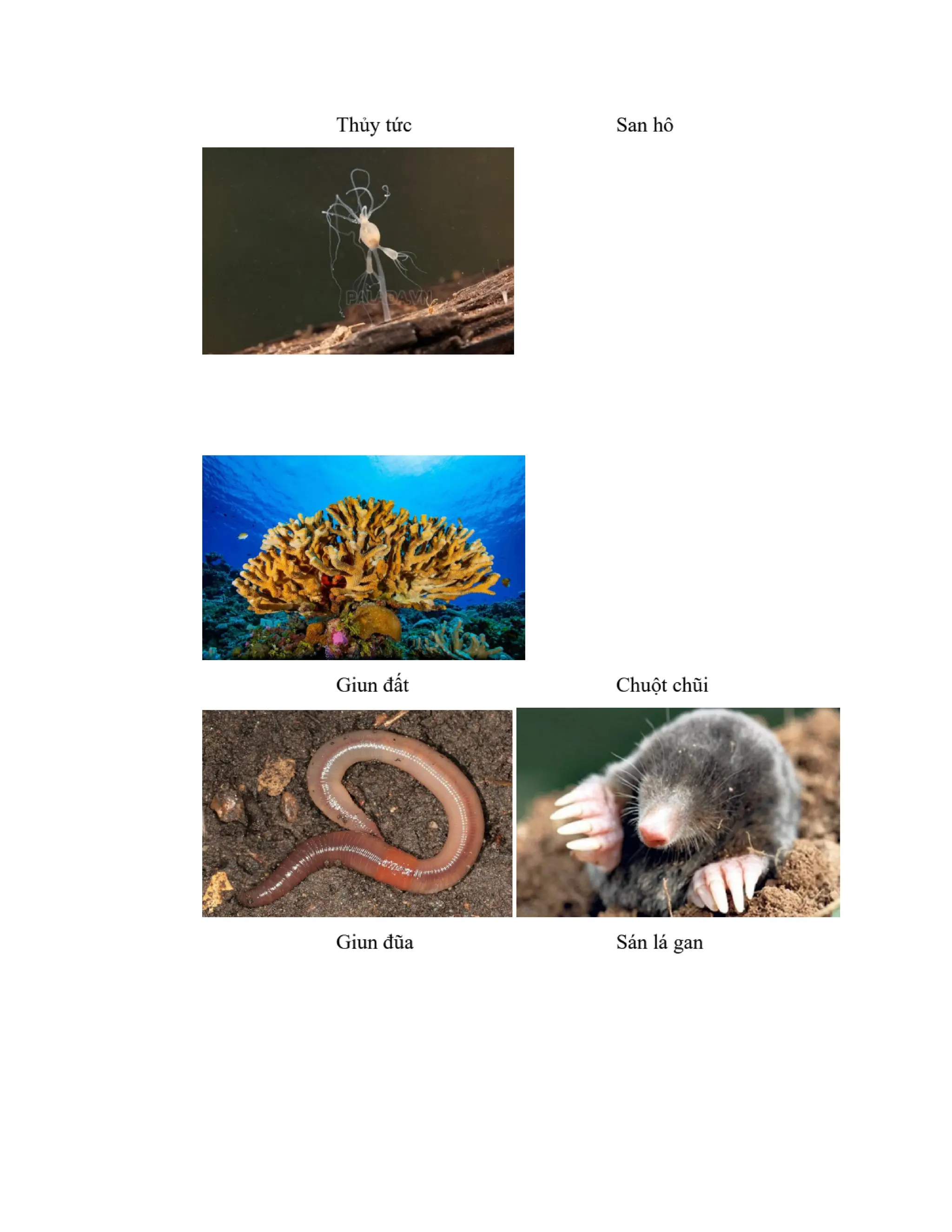 GIÁO ÁN KẾ HOẠCH BÀI DẠY KHOA HỌC TỰ NHIÊN 8 CÁNH DIỀU - CẢ NĂM THEO CÔNG VĂN 5512 (2 CỘT) NĂM HỌC 2023-2024 (775 TRANG).pdf