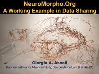 NeuroMorpho.Org
A Working Example in Data Sharing
Giorgio A. Ascoli
Krasnow Institute for Advanced Study, George Mason Univ. (Fairfax, VA)
 