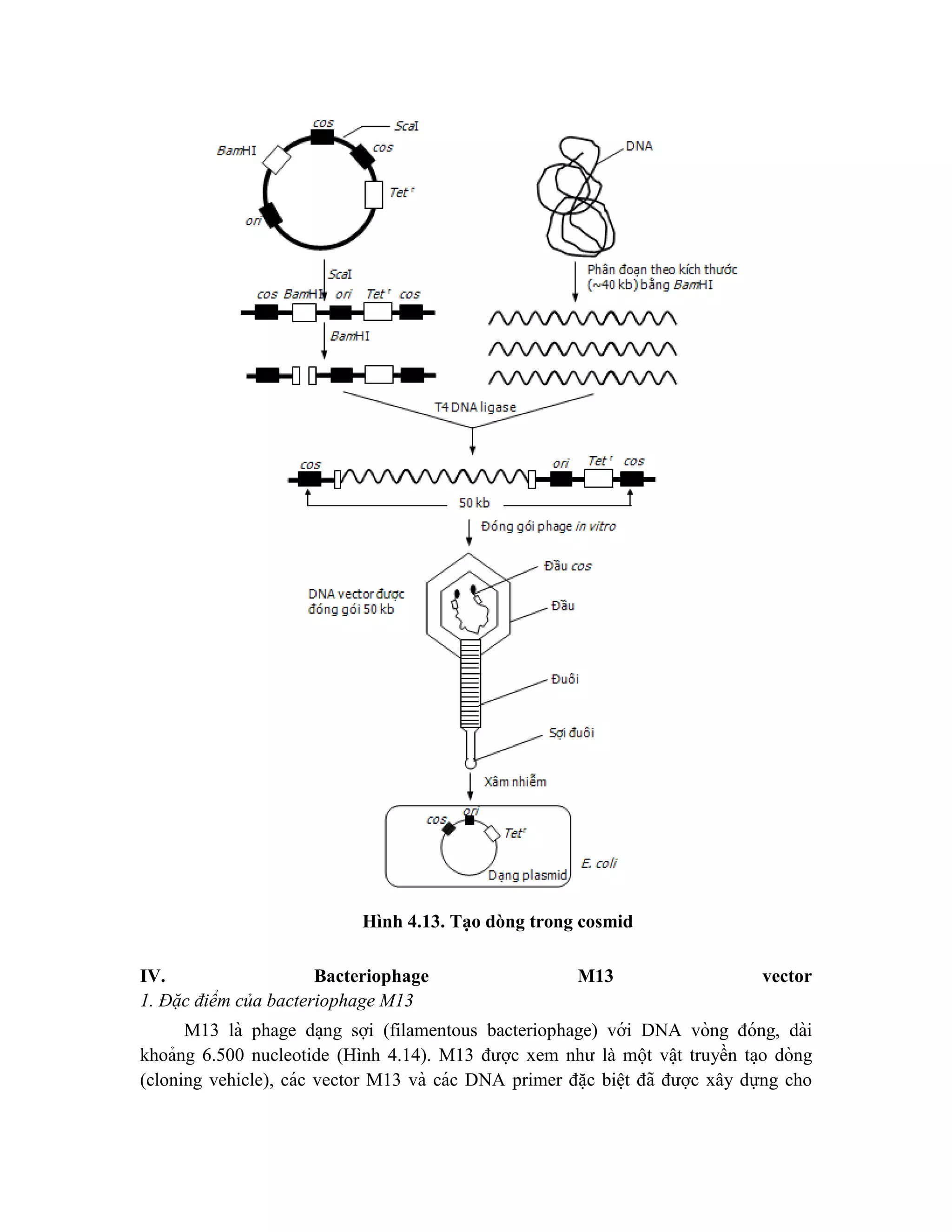 Hình 4.13. Tạo dòng trong cosmid
IV. Bacteriophage M13 vector
1. Đặc điểm của bacteriophage M13
M13 là phage da ̣ng sợi (filamentous bacteriophage) với DNA vòng đóng, dài
khoảng 6.500 nucleotide (Hình 4.14). M13 được xem như là một vâ ̣t truyền ta ̣o dòng
(cloning vehicle), các vector M13 và các DNA primer đă ̣c biê ̣t đã được xây dựng cho
 
