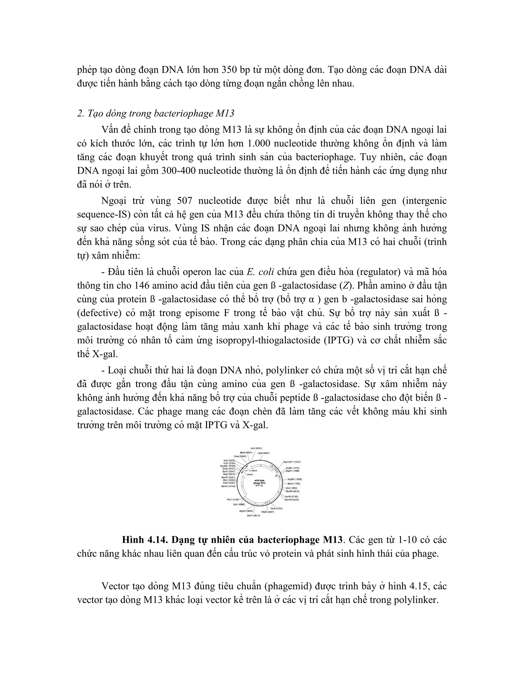 phép ta ̣o dòng đoạn DNA lớn hơn 350 bp từ một dòng đơn. Ta ̣o dòng các đoa ̣n DNA dài
được tiến hành bằng cách ta ̣o dòng từng đoạn ngắn chồng lên nhau.
2. Tạo dòng trong bacteriophage M13
Vấn đề chính trong ta ̣o dòng M13 là sự không ổn đi ̣
nh của các đoa ̣n DNA ngoa ̣i lai
có kích thước lớn, các trình tự lớn hơn 1.000 nucleotide thường không ổn đi ̣
nh và làm
tăng các đoa ̣n khuyết trong quá trình sinh sản của bacteriophage. Tuy nhiên, các đoa ̣n
DNA ngoa ̣i lai gồm 300-400 nucleotide thường là ổn đi ̣
nh để tiến hành các ứ ng dụng như
đã nói ở trên.
Ngoa ̣i trừ vùng 507 nucleotide được biết như là chuỗi liên gen (intergenic
sequence-IS) còn tất cả hê ̣gen của M13 đều chứ a thông tin di truyền không thay thế cho
sự sao chép của virus. Vùng IS nhâ ̣n các đoa ̣n DNA ngoa ̣i lai nhưng không ảnh hưởng
đến khả năng sống sót của tế bào. Trong các da ̣ng phân chia của M13 có hai chuỗi (trình
tự) xâm nhiễm:
- Đầu tiên là chuỗi operon lac của E. coli chứ a gen điều hòa (regulator) và mã hóa
thông tin cho 146 amino acid đầu tiên của gen ß -galactosidase (Z). Phần amino ở đầu tâ ̣n
cùng của protein ß -galactosidase có thể bổ trợ (bổ trợ α ) gen b -galactosidase sai hỏng
(defective) có mă ̣t trong episome F trong tế bào vâ ̣t chủ. Sự bổ trợ này sản xuất ß -
galactosidase hoa ̣t động làm tăng màu xanh khi phage và các tế bào sinh trưởng trong
môi trường có nhân tố cảm ứ ng isopropyl-thiogalactoside (IPTG) và cơ chất nhiễm sắc
thể X-gal.
- Loa ̣i chuỗi thứ hai là đoa ̣n DNA nhỏ, polylinker có chứ a một số vi ̣trí cắt ha ̣n chế
đã được gắn trong đầu tâ ̣n cùng amino của gen ß -galactosidase. Sự xâm nhiễm này
không ảnh hưởng đến khả năng bổ trợ của chuỗi peptide ß -galactosidase cho đột biến ß -
galactosidase. Các phage mang các đoa ̣n chèn đã làm tăng các vết không màu khi sinh
trưởng trên môi trường có mă ̣t IPTG và X-gal.
Hình 4.14. Dạng tự nhiên của bacteriophage M13. Các gen từ 1-10 có các
chức năng khác nhau liên quan đến cấu trúc vỏ protein và phát sinh hình thái của phage.
Vector ta ̣o dòng M13 đúng tiêu chuẩn (phagemid) được trình bày ở hình 4.15, các
vector ta ̣o dòng M13 khác loa ̣i vector kể trên là ở các vi ̣trí cắt ha ̣n chế trong polylinker.
 