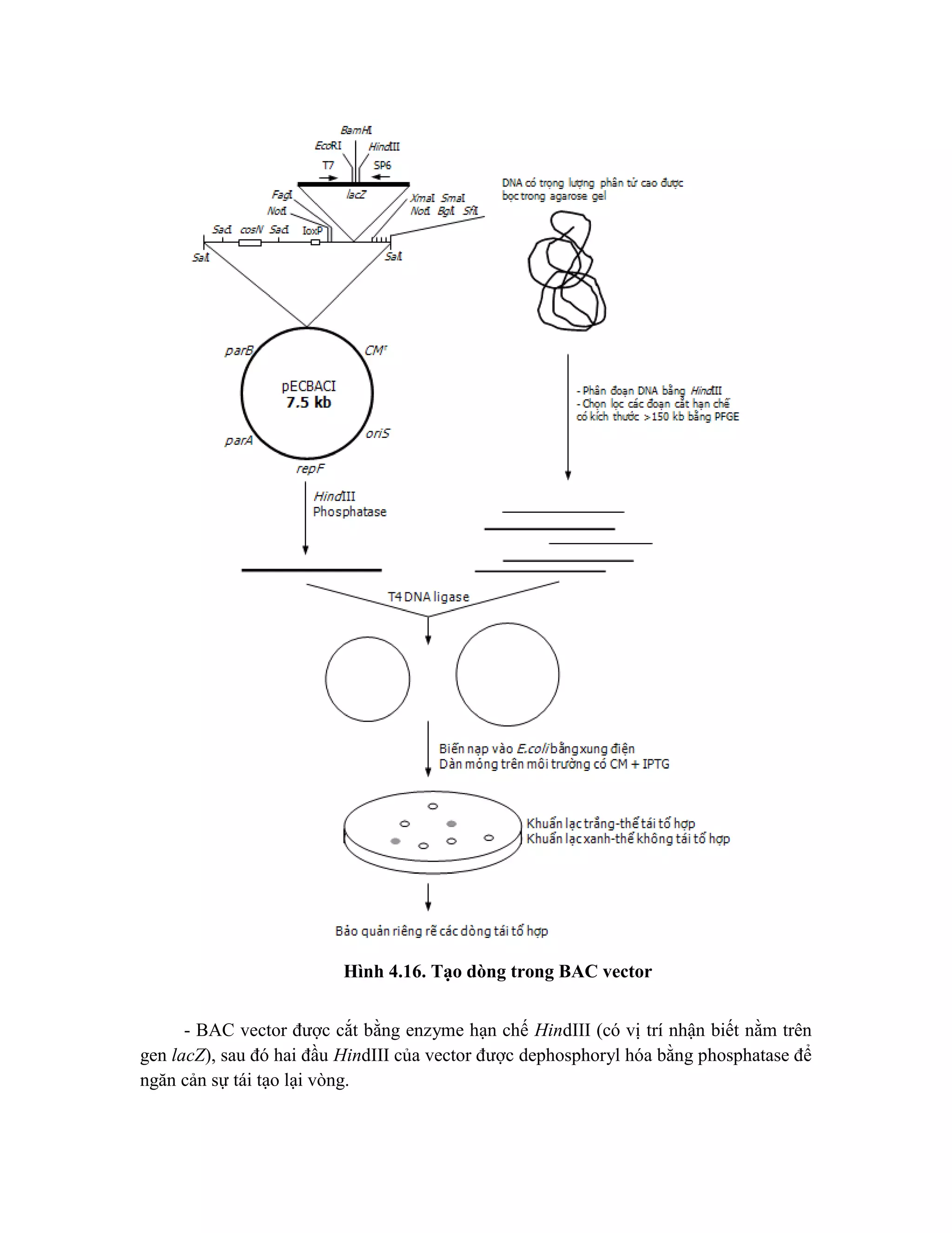 Hình 4.16. Tạo dòng trong BAC vector
- BAC vector được cắt bằng enzyme hạn chế HindIII (có vị trí nhận biết nằm trên
gen lacZ), sau đó hai đầu HindIII của vector được dephosphoryl hóa bằng phosphatase để
ngăn cản sự tái tạo lại vòng.
 