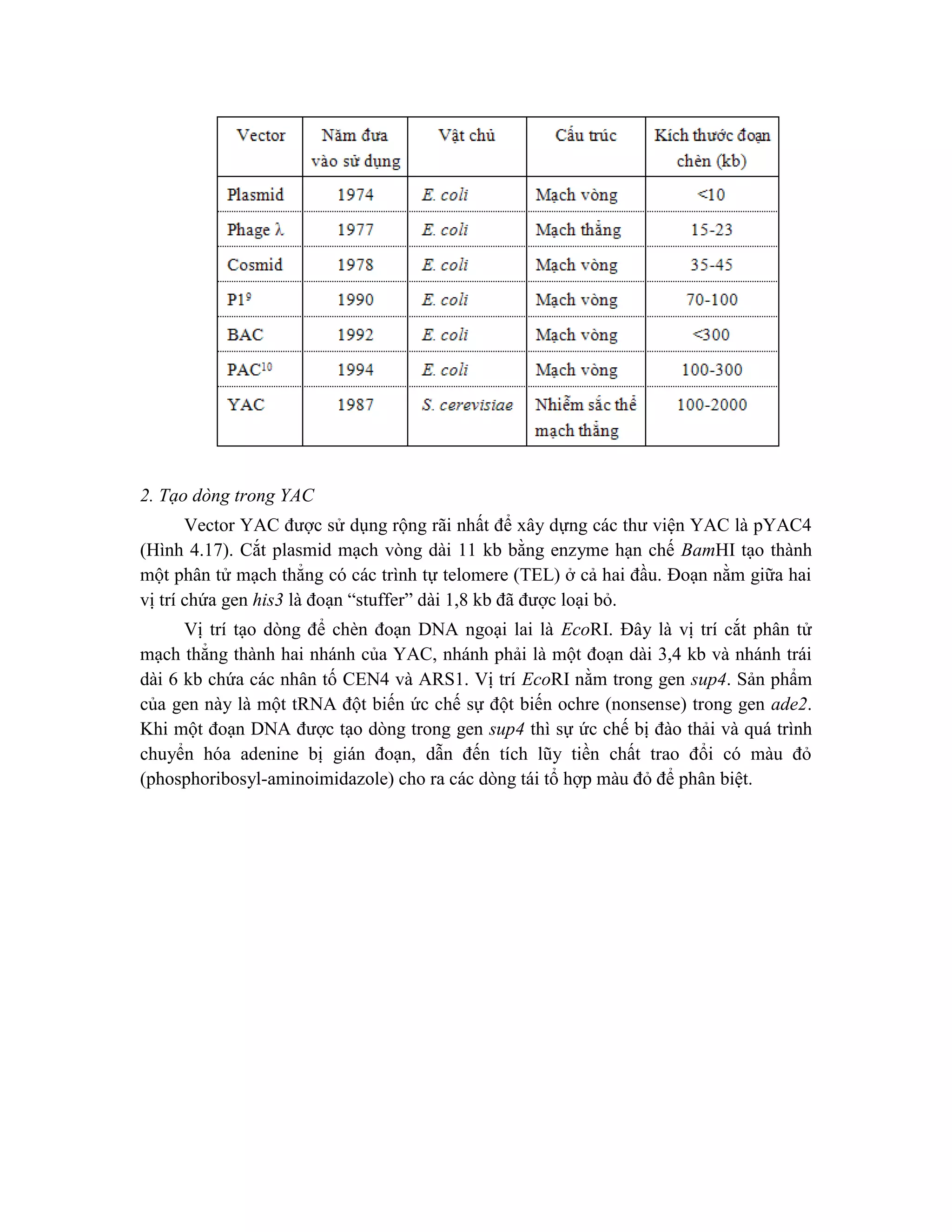 2. Tạo dòng trong YAC
Vector YAC được sử dụng rộng rãi nhất để xây dựng các thư viện YAC là pYAC4
(Hình 4.17). Cắt plasmid mạch vòng dài 11 kb bằng enzyme hạn chế BamHI tạo thành
một phân tử mạch thẳng có các trình tự telomere (TEL) ở cả hai đầu. Đoạn nằm giữa hai
vị trí chứa gen his3 là đoạn “stuffer” dài 1,8 kb đã được loại bỏ.
Vị trí tạo dòng để chèn đoạn DNA ngoại lai là EcoRI. Đây là vị trí cắt phân tử
mạch thẳng thành hai nhánh của YAC, nhánh phải là một đoạn dài 3,4 kb và nhánh trái
dài 6 kb chứa các nhân tố CEN4 và ARS1. Vị trí EcoRI nằm trong gen sup4. Sản phẩm
của gen này là một tRNA đột biến ức chế sự đột biến ochre (nonsense) trong gen ade2.
Khi một đoạn DNA được tạo dòng trong gen sup4 thì sự ức chế bị đào thải và quá trình
chuyển hóa adenine bị gián đoạn, dẫn đến tích lũy tiền chất trao đổi có màu đỏ
(phosphoribosyl-aminoimidazole) cho ra các dòng tái tổ hợp màu đỏ để phân biệt.
 