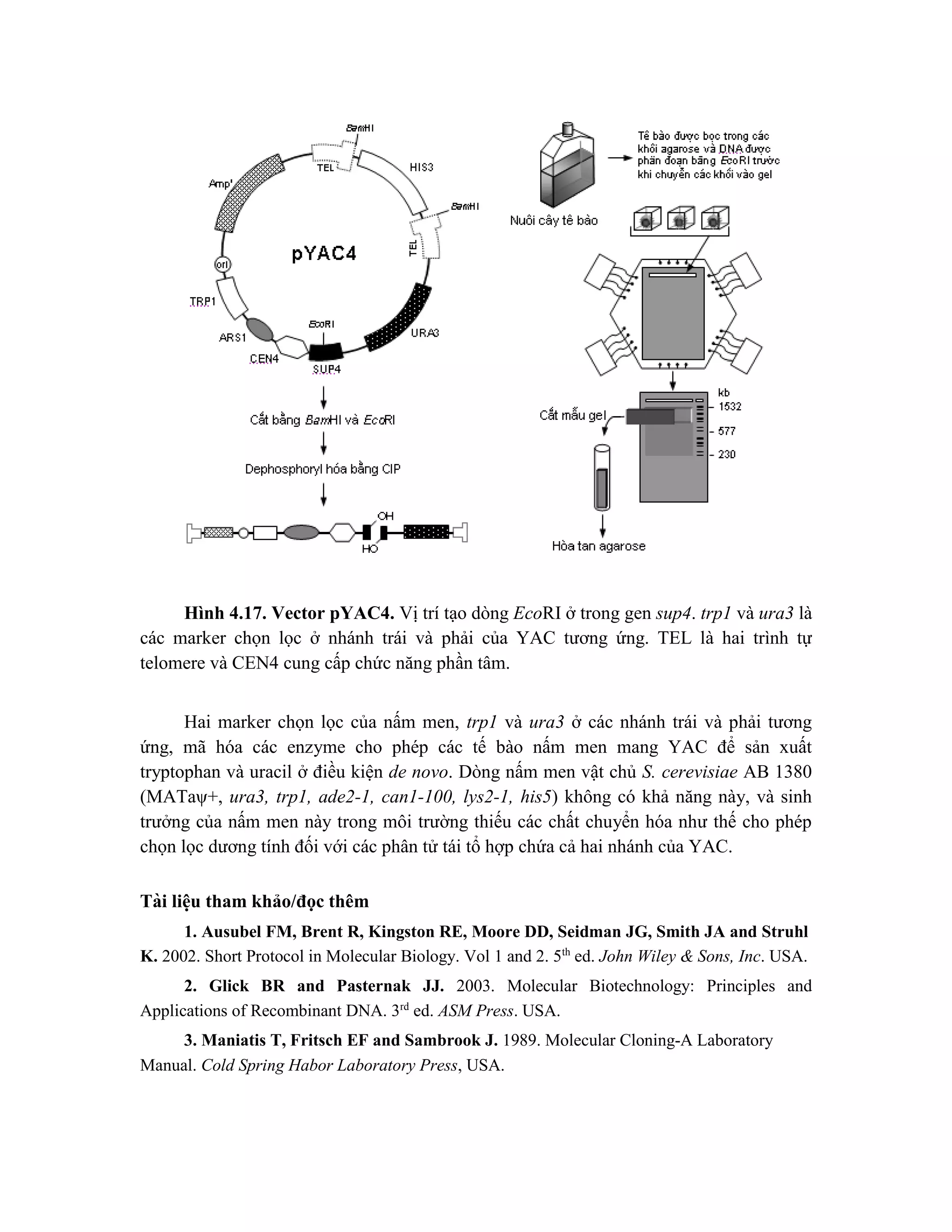 Hình 4.17. Vector pYAC4. Vị trí tạo dòng EcoRI ở trong gen sup4. trp1 và ura3 là
các marker chọn lọc ở nhánh trái và phải của YAC tương ứng. TEL là hai trình tự
telomere và CEN4 cung cấp chức năng phần tâm.
Hai marker chọn lọc của nấm men, trp1 và ura3 ở các nhánh trái và phải tương
ứng, mã hóa các enzyme cho phép các tế bào nấm men mang YAC để sản xuất
tryptophan và uracil ở điều kiện de novo. Dòng nấm men vật chủ S. cerevisiae AB 1380
(MATaψ+, ura3, trp1, ade2-1, can1-100, lys2-1, his5) không có khả năng này, và sinh
trưởng của nấm men này trong môi trường thiếu các chất chuyển hóa như thế cho phép
chọn lọc dương tính đối với các phân tử tái tổ hợp chứa cả hai nhánh của YAC.
Tài liê ̣
u tham khảo/đọc thêm
1. Ausubel FM, Brent R, Kingston RE, Moore DD, Seidman JG, Smith JA and Struhl
K. 2002. Short Protocol in Molecular Biology. Vol 1 and 2. 5th
ed. John Wiley & Sons, Inc. USA.
2. Glick BR and Pasternak JJ. 2003. Molecular Biotechnology: Principles and
Applications of Recombinant DNA. 3rd
ed. ASM Press. USA.
3. Maniatis T, Fritsch EF and Sambrook J. 1989. Molecular Cloning-A Laboratory
Manual. Cold Spring Habor Laboratory Press, USA.
 