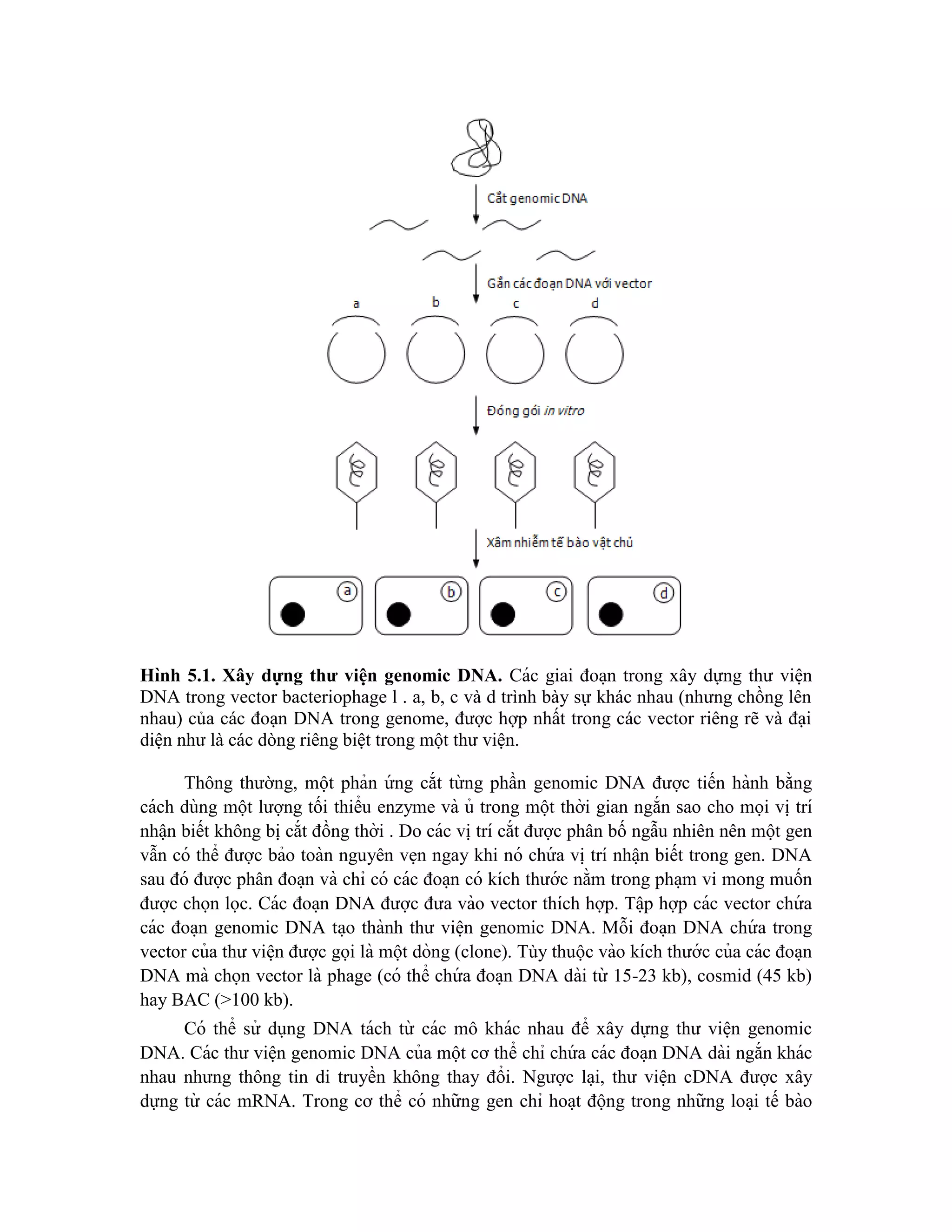 Hình 5.1. Xây dựng thư viê ̣
n genomic DNA. Các giai đoa ̣n trong xây dựng thư viê ̣n
DNA trong vector bacteriophage l . a, b, c và d trình bày sự khác nhau (nhưng chồng lên
nhau) của các đoạn DNA trong genome, được hợp nhất trong các vector riêng rẽ và đại
diện như là các dòng riêng biệt trong một thư viện.
Thông thường, một phản ứ ng cắt từ ng phần genomic DNA được tiến hành bằng
cách dùng một lượng tối thiểu enzyme và ủ trong một thời gian ngắn sao cho mọi vi ̣trí
nhâ ̣n biết không bi ̣cắt đồng thời . Do các vi ̣trí cắt được phân bố ngẫu nhiên nên một gen
vẫn có thể được bảo toàn nguyên ve ̣n ngay khi nó chứ a vi ̣trí nhâ ̣n biết trong gen. DNA
sau đó được phân đoa ̣n và chỉ có các đoa ̣n có kích thước nằm trong pha ̣m vi mong muốn
được chọn lọc. Các đoa ̣n DNA được đưa vào vector thích hợp. Tâ ̣p hợp các vector chứ a
các đoa ̣n genomic DNA ta ̣o thành thư viê ̣n genomic DNA. Mỗi đoa ̣n DNA chứ a trong
vector của thư viê ̣n được gọi là một dòng (clone). Tùy thuộc vào kích thước của các đoa ̣n
DNA mà chọn vector là phage (có thể chứ a đoa ̣n DNA dài từ 15-23 kb), cosmid (45 kb)
hay BAC (>100 kb).
Có thể sử dụng DNA tách từ các mô khác nhau để xây dựng thư viê ̣n genomic
DNA. Các thư viê ̣n genomic DNA của một cơ thể chỉ chứ a các đoa ̣n DNA dài ngắn khác
nhau nhưng thông tin di truyền không thay đổi. Ngược la ̣i, thư viê ̣n cDNA được xây
dựng từ các mRNA. Trong cơ thể có những gen chỉ hoa ̣t động trong những loa ̣i tế bào
 